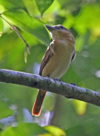 Photo (4): Cinnamon Becard