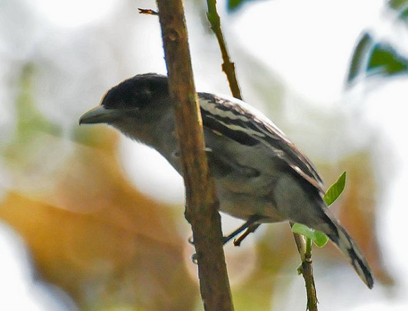 Photo (4): White-winged Becard