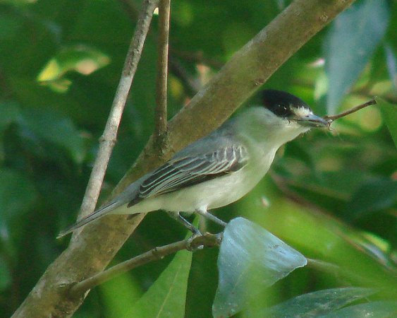 Photo (3): Cinereous Becard