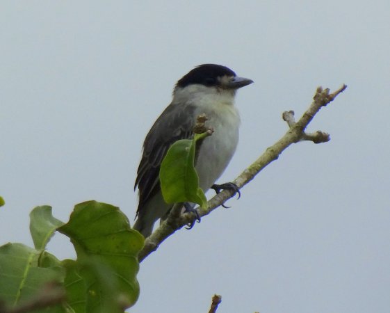 Photo (1): Cinereous Becard