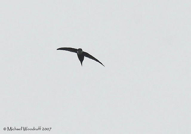 Photo (1): Lesser Swallow-tailed Swift