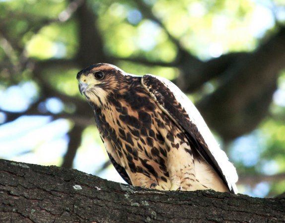 Photo (17): Harris's Hawk