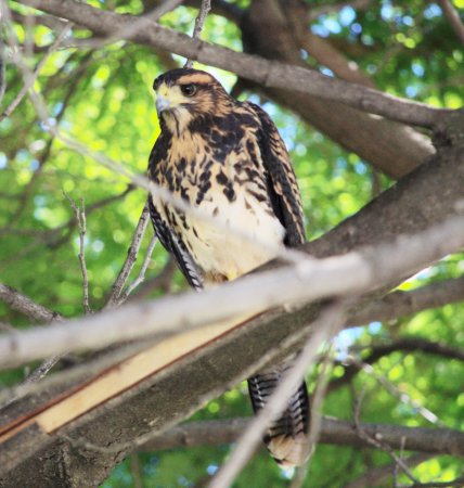 Photo (19): Harris's Hawk