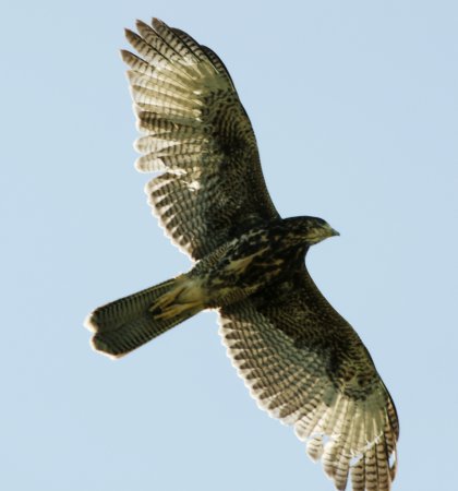 Photo (15): Harris's Hawk