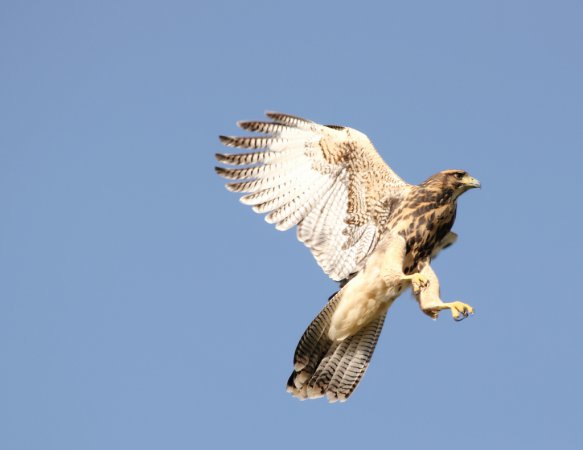 Photo (16): Harris's Hawk