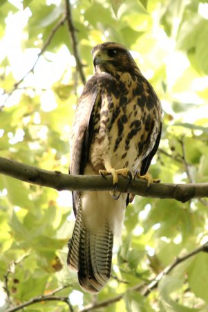 Photo (18): Harris's Hawk