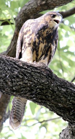 Photo (20): Harris's Hawk