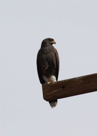 Photo (12): Harris's Hawk