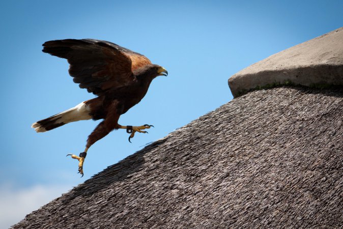 Photo (13): Harris's Hawk