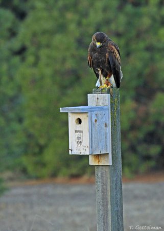 Photo (14): Harris's Hawk