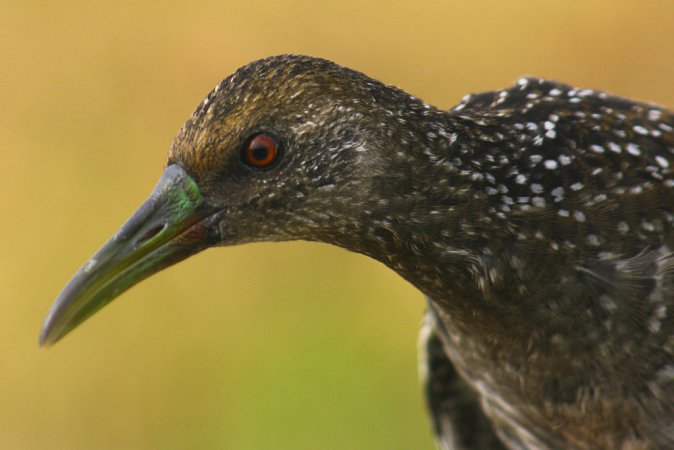 Photo (2): Spotted Rail