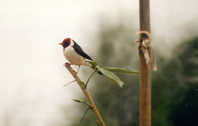 Photo (1): Yellow-billed Cardinal