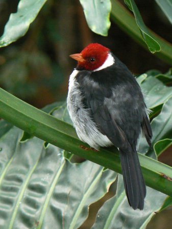 Photo (12): Yellow-billed Cardinal