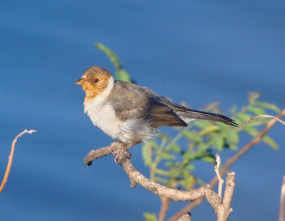 Photo (6): Yellow-billed Cardinal