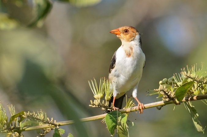 Photo (9): Yellow-billed Cardinal