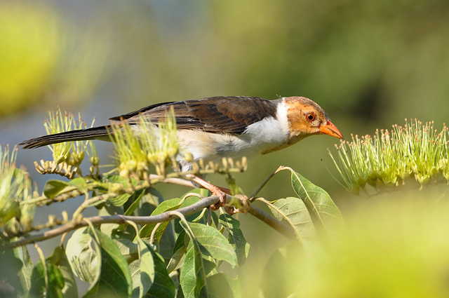 Photo (8): Yellow-billed Cardinal