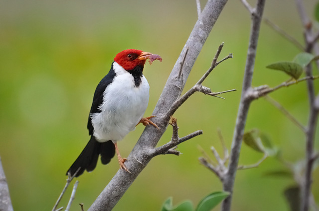 Photo (15): Yellow-billed Cardinal