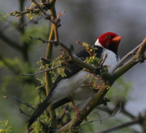 Photo (14): Yellow-billed Cardinal