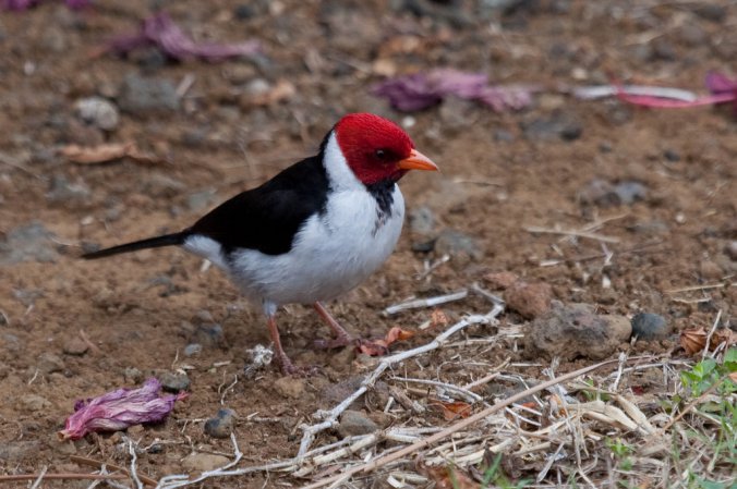 Photo (5): Yellow-billed Cardinal