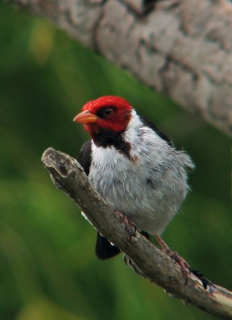 Photo (17): Yellow-billed Cardinal