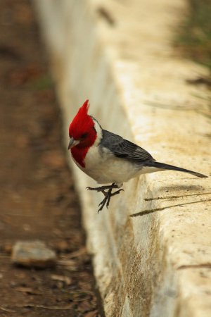 Photo (15): Red-crested Cardinal