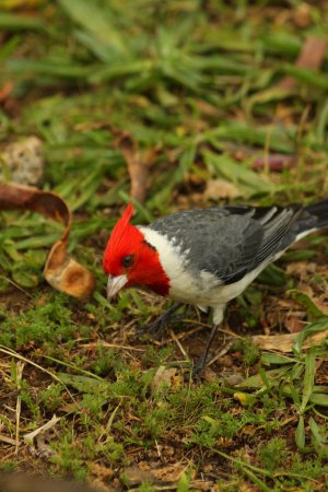 Photo (9): Red-crested Cardinal