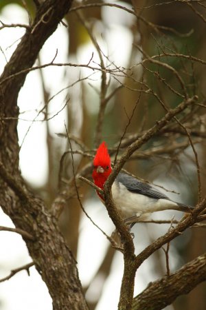 Photo (4): Red-crested Cardinal