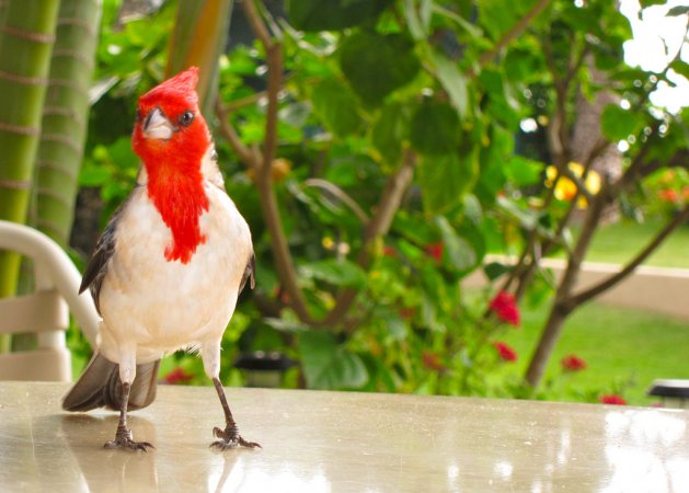 Photo (8): Red-crested Cardinal