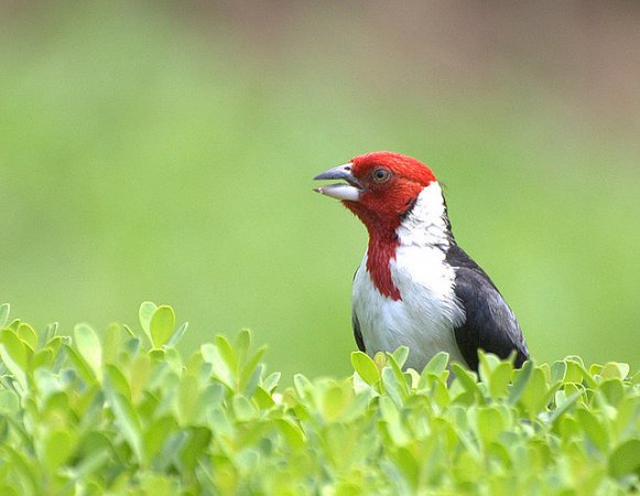 Photo (1): Red-cowled Cardinal