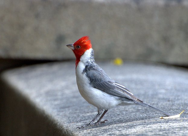 Photo (2): Red-cowled Cardinal