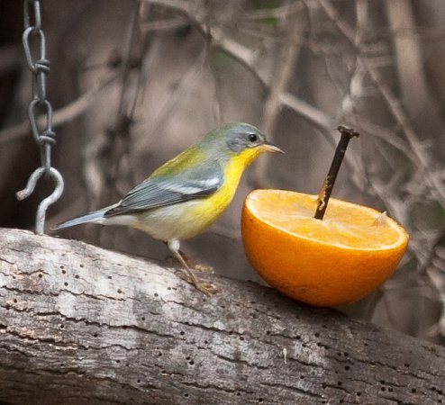 Photo (10): Tropical Parula