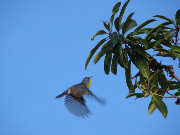 Photo (9): Tropical Parula
