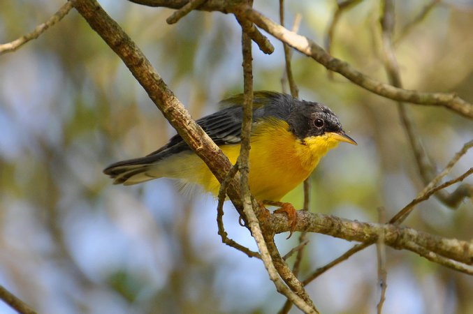 Photo (17): Tropical Parula