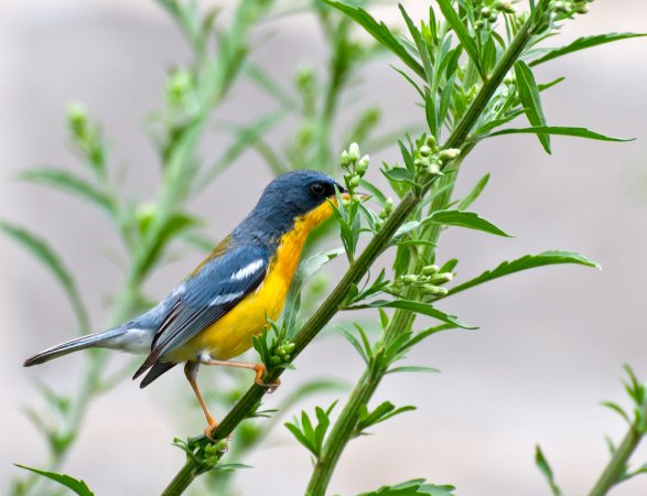 Photo (22): Tropical Parula