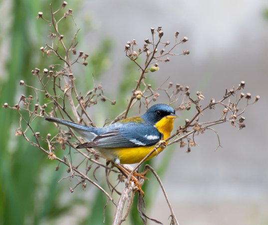 Photo (19): Tropical Parula