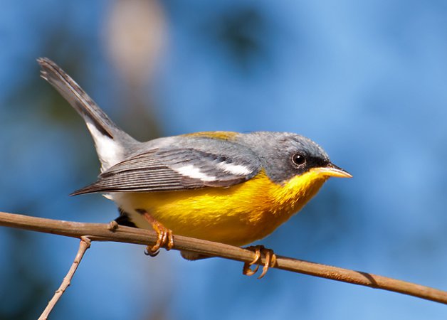 Photo (12): Tropical Parula