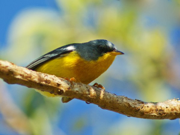 Photo (21): Tropical Parula