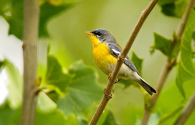 Photo (11): Tropical Parula