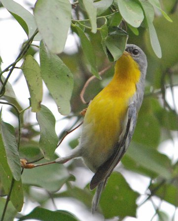 Photo (8): Tropical Parula