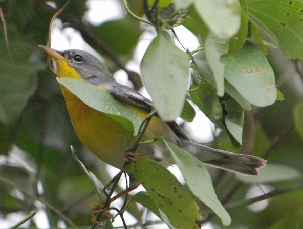 Photo (6): Tropical Parula