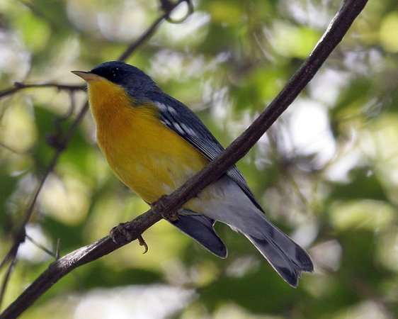 Photo (16): Tropical Parula
