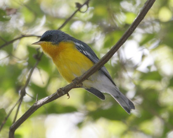 Photo (18): Tropical Parula