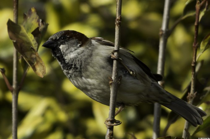 Photo (12): House Sparrow