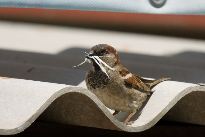 Photo (7): House Sparrow