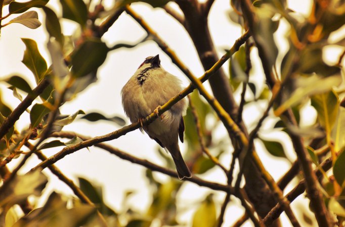 Photo (19): House Sparrow