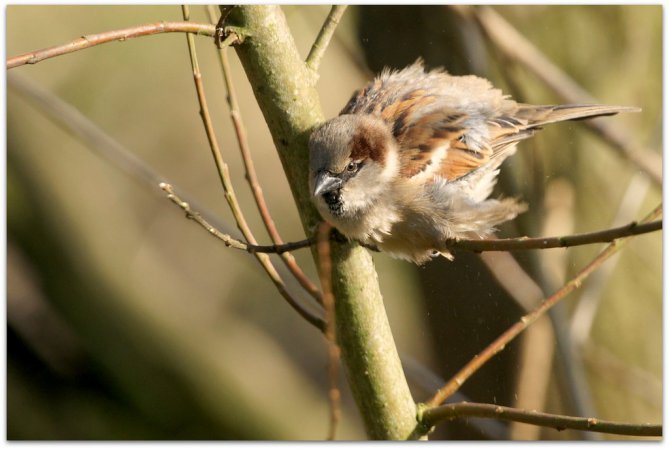 Photo (15): House Sparrow