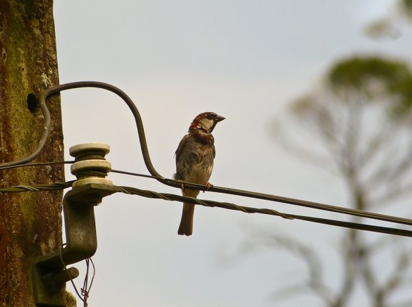 Photo (16): House Sparrow