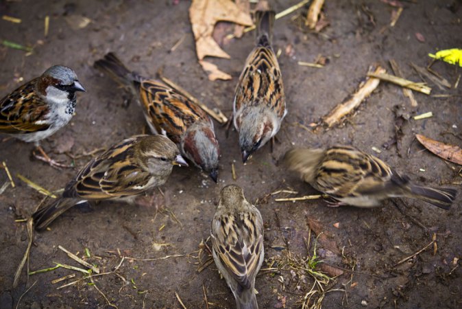 Photo (18): House Sparrow