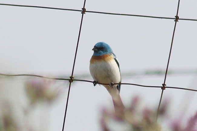 Photo (12): Lazuli Bunting