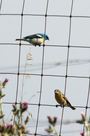 Photo (11): Lazuli Bunting